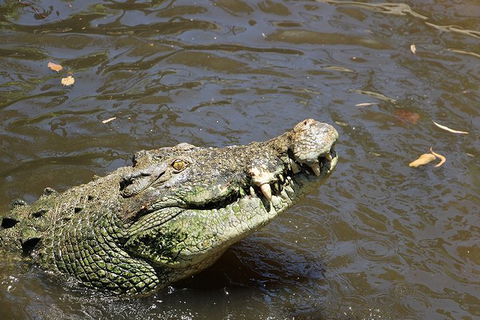 Virtual Interactive Australian Wildlife Tour With Private Guide-Wildlife Habitat - Sydney 4u 2