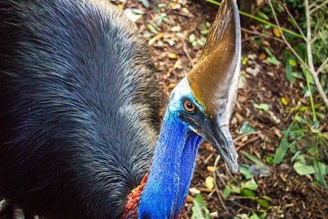 Virtual Interactive Australian Wildlife Tour With Private Guide-Wildlife Habitat - Sydney 4u 5