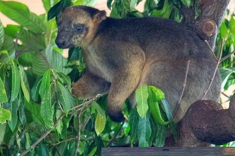 Virtual Interactive Australian Wildlife Tour With Private Guide-Wildlife Habitat - Sydney 4u 1