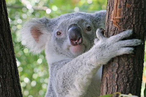 Virtual Interactive Australian Wildlife Tour With Private Guide-Wildlife Habitat - Sydney 4u 0