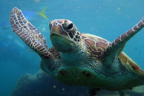 2 Night Whitsunday Islands Cruise On Atlantic Clipper From Airlie Beach - Accommodation Sydney 6