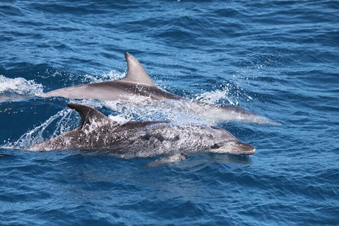 Sandy Straits Scenic & Wildlife Cruise - Sydney Resort 1