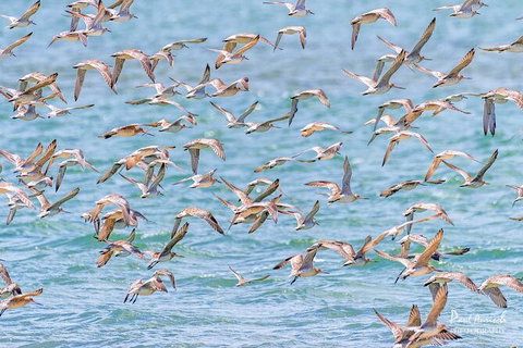 Sandy Straits Scenic & Wildlife Cruise - Sydney Resort 4