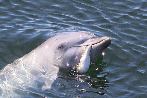 Kayak Tour In Adelaide Dolphin Sanctuary - Accommodation Sydney 6