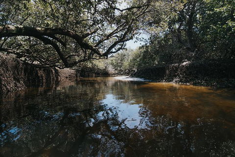 Kayak Tour In Adelaide Dolphin Sanctuary - Accommodation Sydney 1