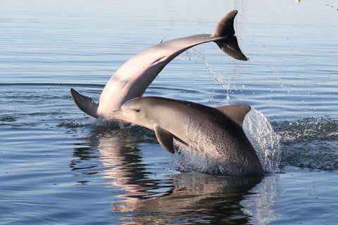 Kayak Tour In Adelaide Dolphin Sanctuary - Accommodation Sydney 4