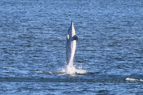 Kayak Tour In Adelaide Dolphin Sanctuary - Accommodation Sydney 3