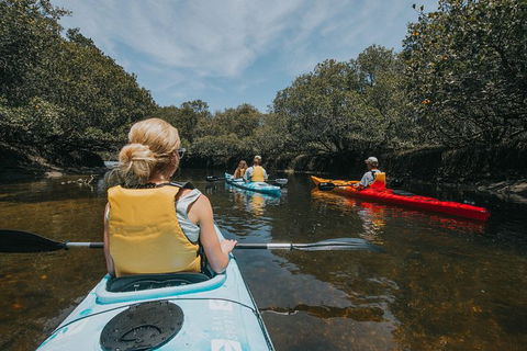 Kayak Tour In Adelaide Dolphin Sanctuary - Accommodation Sydney 5