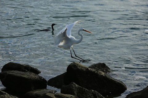 Kayak Tour In Adelaide Dolphin Sanctuary - Accommodation Sydney 8