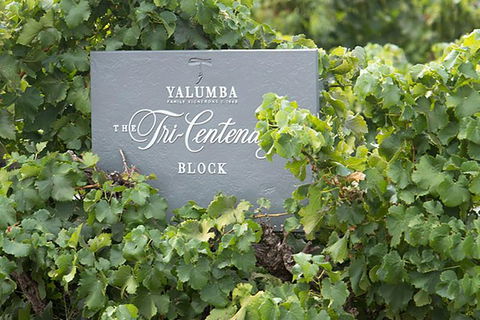 Yalumba Nursery & Grenache Discovery Tour + Platter Lunch - Accommodation Sydney 0