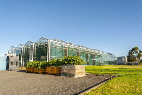 Yalumba Nursery & Grenache Discovery Tour + Platter Lunch - Accommodation Sydney 5