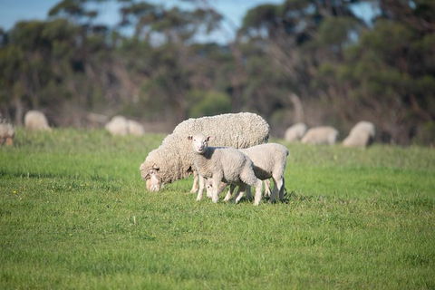 Fine Flavours - Full Day Kangaroo Island Food & Wine Tour - Accommodation Sydney 9