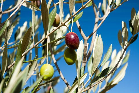 Fine Flavours - Full Day Kangaroo Island Food & Wine Tour - Accommodation Sydney 3