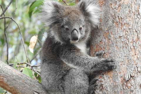 Adelaide Hills Private Day Tour - Accommodation Sydney 3