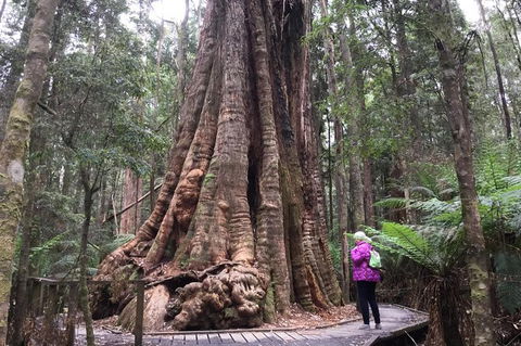 Cruise Ship Excursion: Stanley - Accommodation Sydney 11