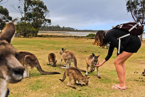 4-Day Fabulous Tasmania Tour: Wineglass Bay, Port Arthur, Devils & Bruny Island - Accommodation Sydney 5
