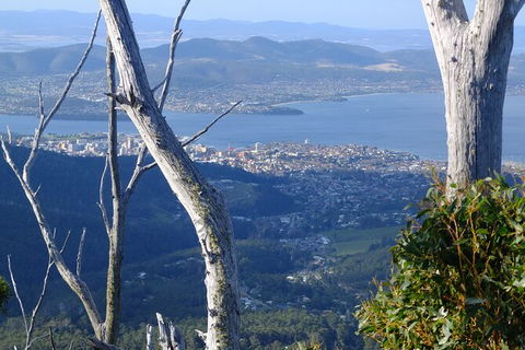 Mt. Wellington Morning Hike + Afternoon Beer & History Walk - Sydney 4u 10
