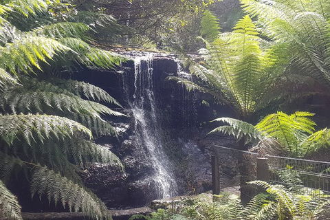 Mt. Wellington Morning Hike + Afternoon Beer & History Walk - Sydney 4u 16