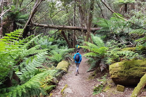 Mt. Wellington Morning Hike + Afternoon Beer & History Walk - Sydney 4u 7