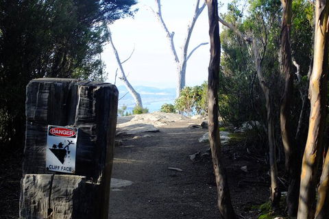 Mt. Wellington Morning Hike + Afternoon Beer & History Walk - Sydney 4u 14