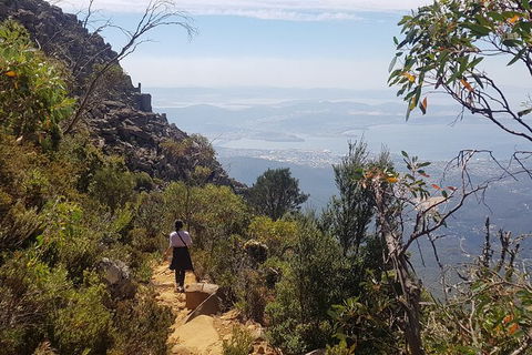 Mt. Wellington Morning Hike + Afternoon Beer & History Walk - Sydney 4u 1