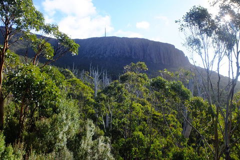 Mt. Wellington Morning Hike + Afternoon Beer & History Walk - Sydney 4u 4