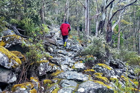 Mt. Wellington Morning Hike + Afternoon Beer & History Walk - Sydney 4u 8