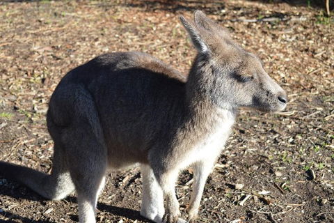 Small Group Great Ocean Road & 12 Apostles Tour - Accommodation Sydney 8
