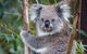 Small Group Great Ocean Road & 12 Apostles Tour - thumb 4