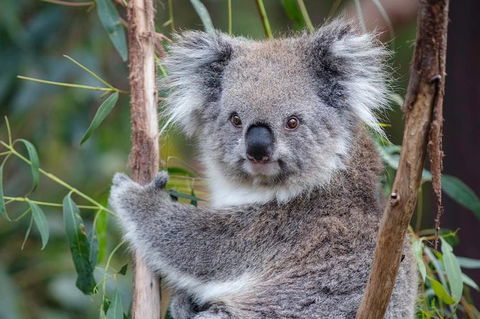 Small Group Great Ocean Road & 12 Apostles Tour - Accommodation Sydney 4