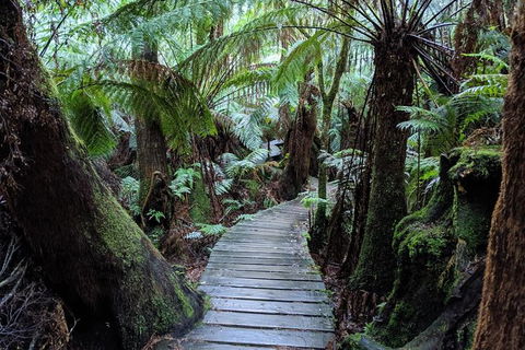 Small Group Great Ocean Road & 12 Apostles Tour - Accommodation Sydney 9