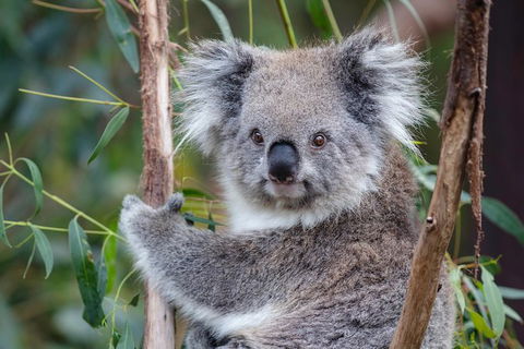 PRIVATE Great Ocean Road Tour And 12 Apostles With Wildlife Spotting - Sydney 4u 7