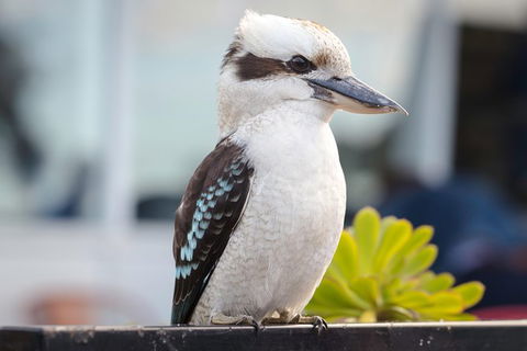 PRIVATE Great Ocean Road Tour And 12 Apostles With Wildlife Spotting - Sydney 4u 9