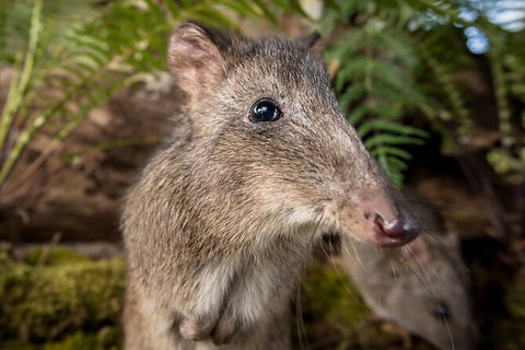 Walk With Wildlife: Guided Tour In Great Ocean Road - Accommodation Sydney 1