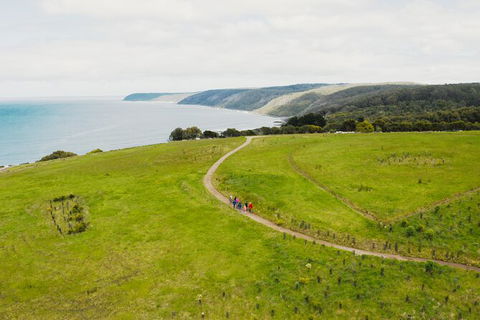 Walk With Wildlife: Guided Tour In Great Ocean Road - Accommodation Sydney 3