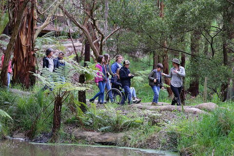 Walk With Wildlife: Guided Tour In Great Ocean Road - Accommodation Sydney 4
