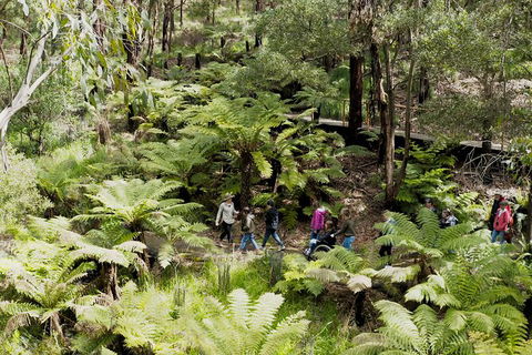 Walk With Wildlife: Guided Tour In Great Ocean Road - Accommodation Sydney 6