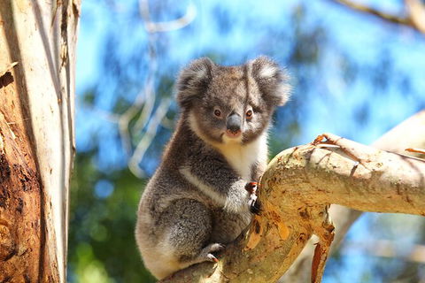 Walk With Wildlife: Guided Tour In Great Ocean Road - Accommodation Sydney 2