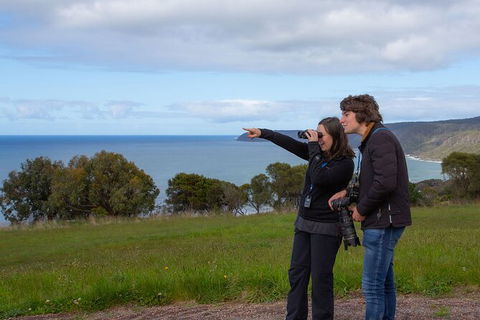 Walk With Wildlife: Guided Tour In Great Ocean Road - Accommodation Sydney 5