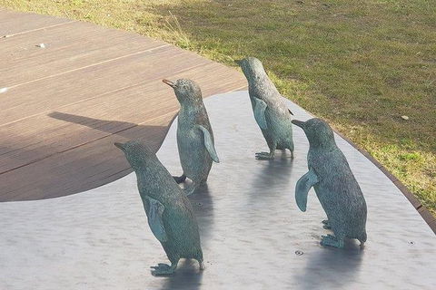 Phillip Island Penguin And Wildlife Tour - Accommodation Sydney 14