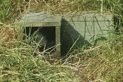 Phillip Island Penguin And Wildlife Tour - Accommodation Sydney 11