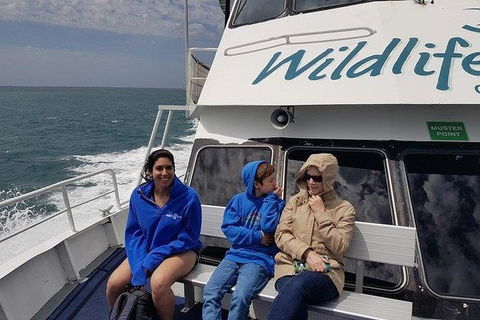 Phillip Island Penguin And Wildlife Tour - Accommodation Sydney 15
