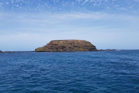 Phillip Island Penguin And Wildlife Tour - Accommodation Sydney 17