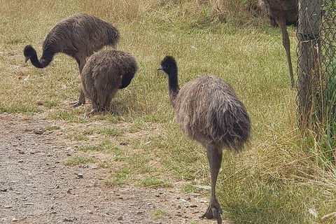 Phillip Island Penguin And Wildlife Tour - Accommodation Sydney 32