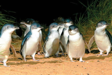 Phillip Island Penguin And Wildlife Tour - Accommodation Sydney 0