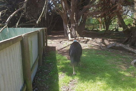 Phillip Island Penguin And Wildlife Tour - Accommodation Sydney 5