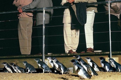 Phillip Island Penguin And Wildlife Tour - Accommodation Sydney 20