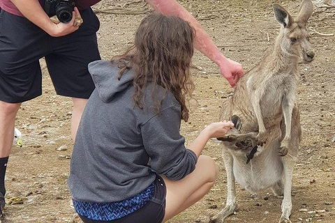 Phillip Island Penguin And Wildlife Tour - Accommodation Sydney 12
