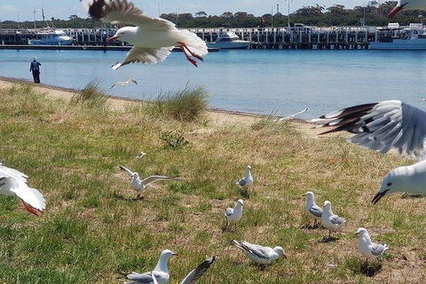 Phillip Island Penguin And Wildlife Tour - Accommodation Sydney 1