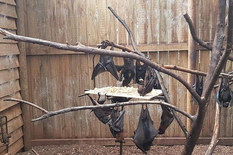 Phillip Island Penguin And Wildlife Tour - Accommodation Sydney 31